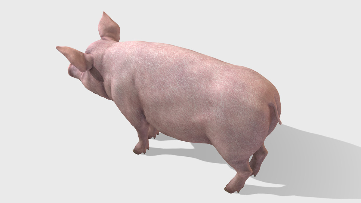 Pig - Female
