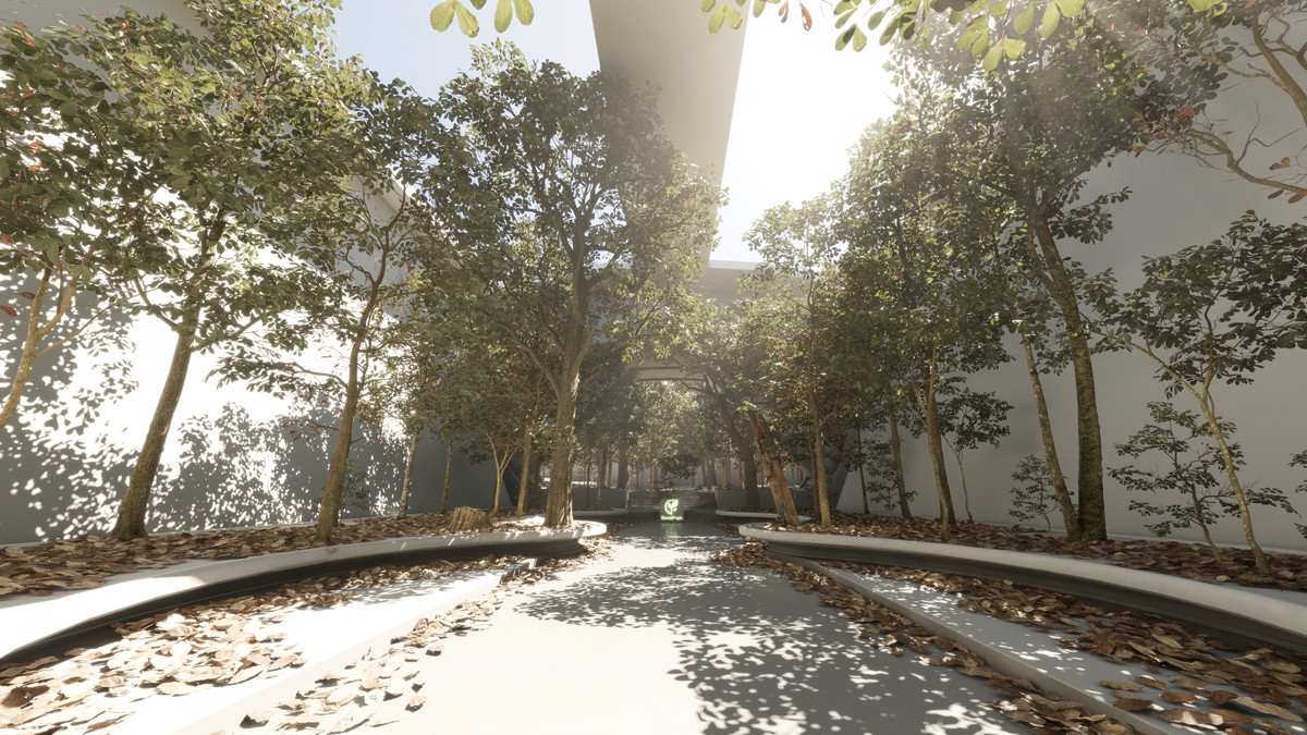 Forest Oak Trees