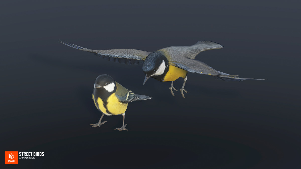 Street birds - animals pack