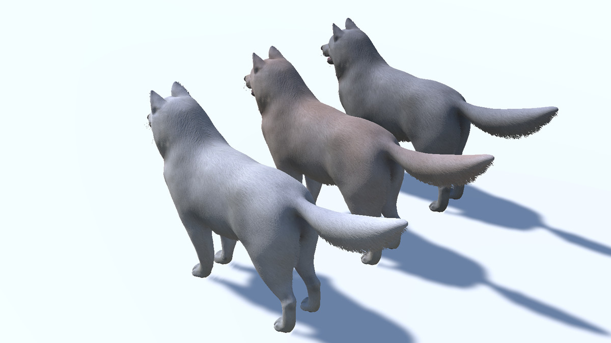 Dog - Samoyed