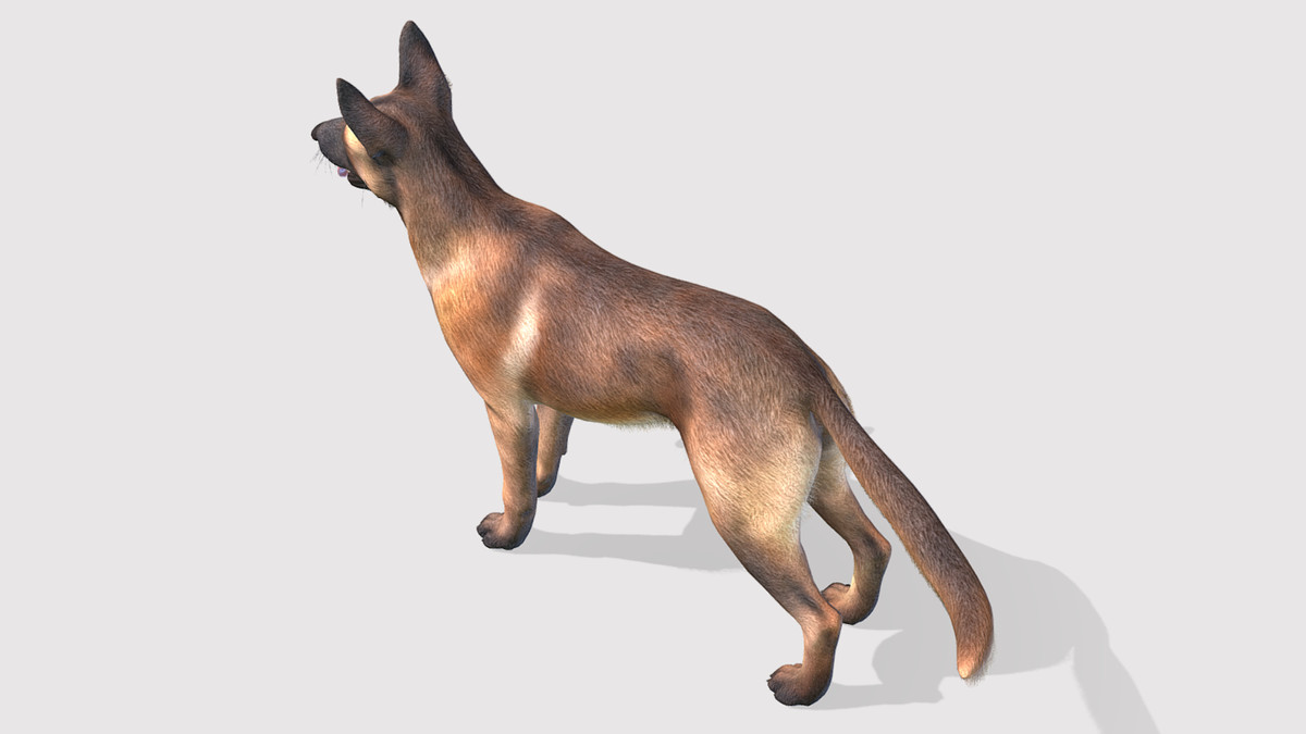 Dog - Belgian Malinois