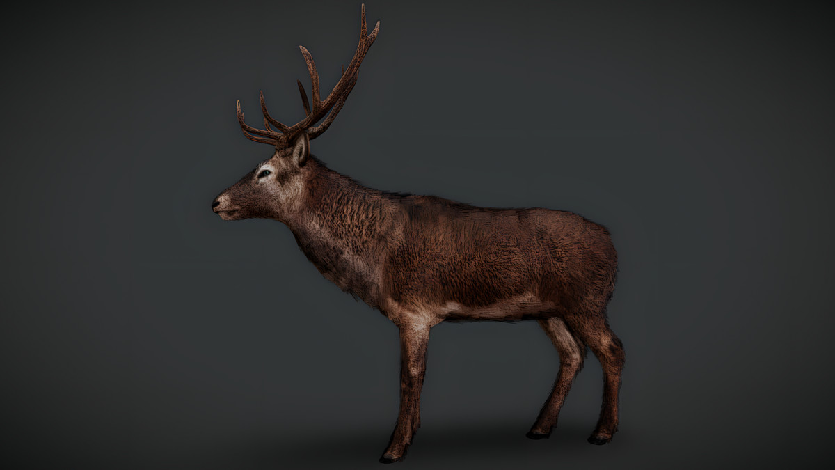 WILDPOLY - Animated Animals – Realistic Pack