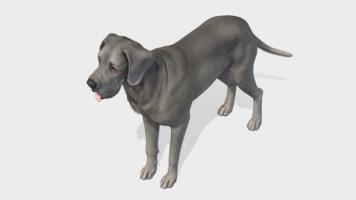 Dog - Great Dane