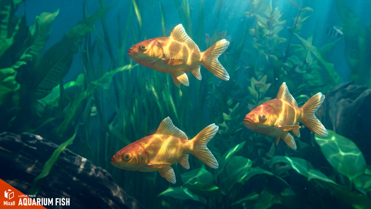 Aquarium fish - large pack