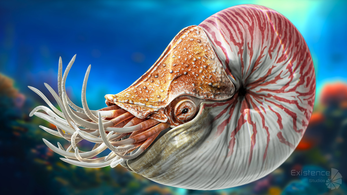 Crab - Coconut Crab - Mantis Shrimp - Sea Turtle - Nautilus - #70