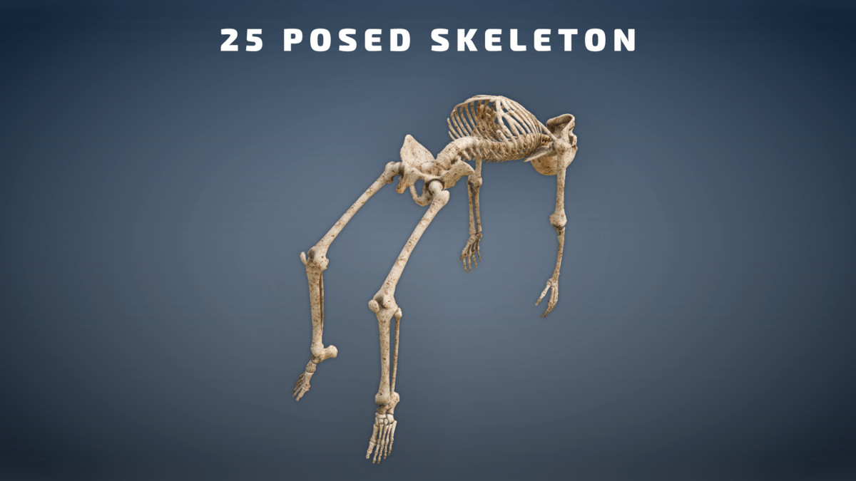 Skeleton Pack