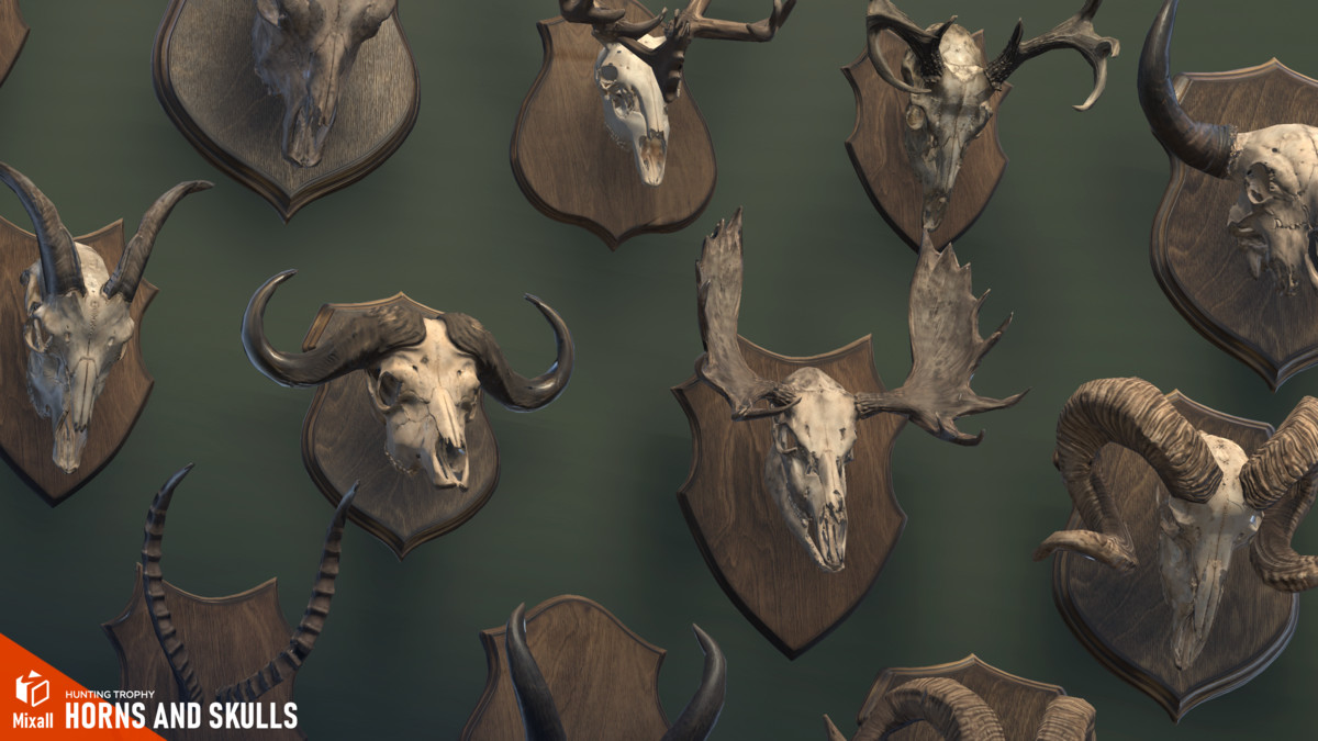 Horns and Skulls – Hunting Trophy