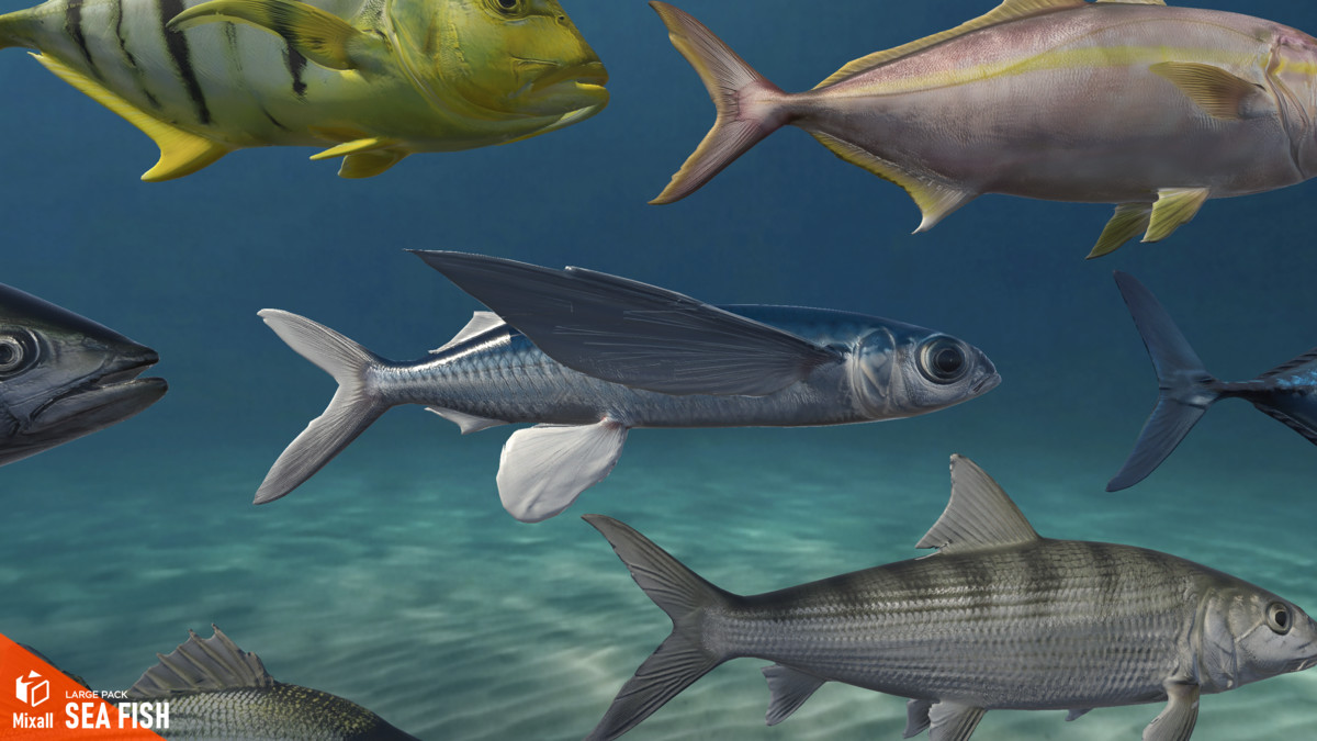 Sea fish - large pack