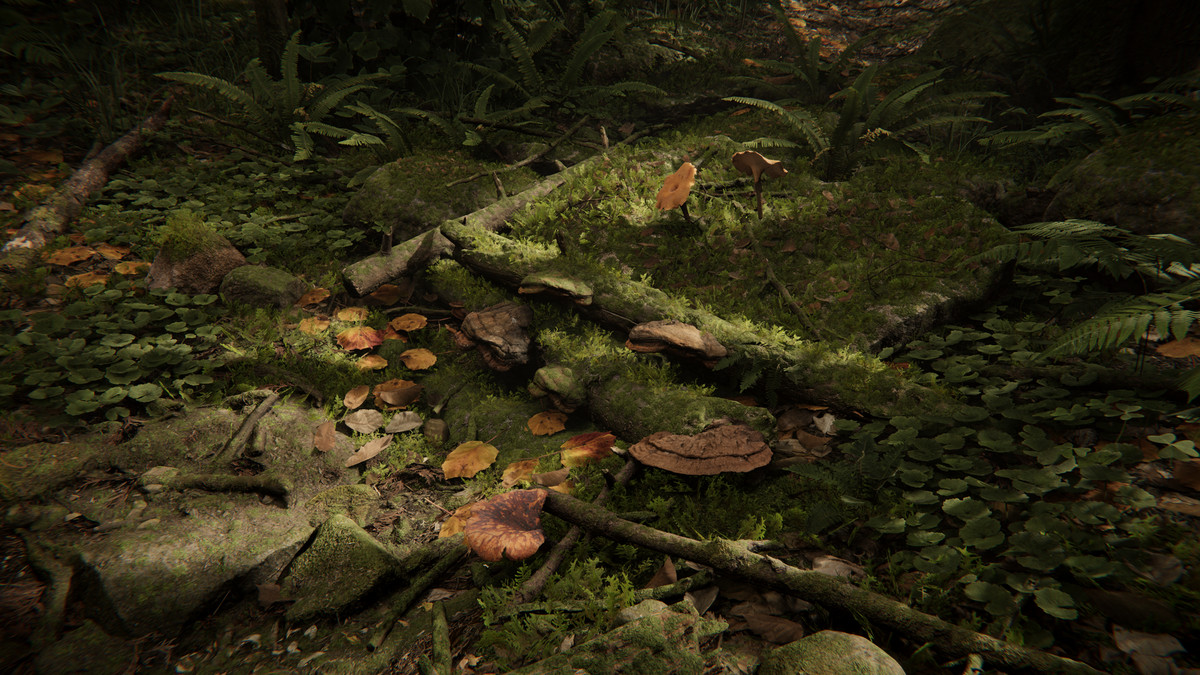 Realistic Mushrooms Scans