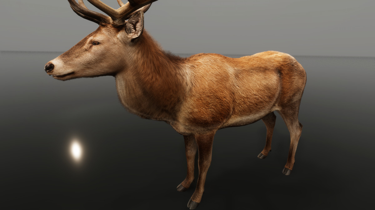 Realistic Deer & Moose – Animated Wildlife Pack