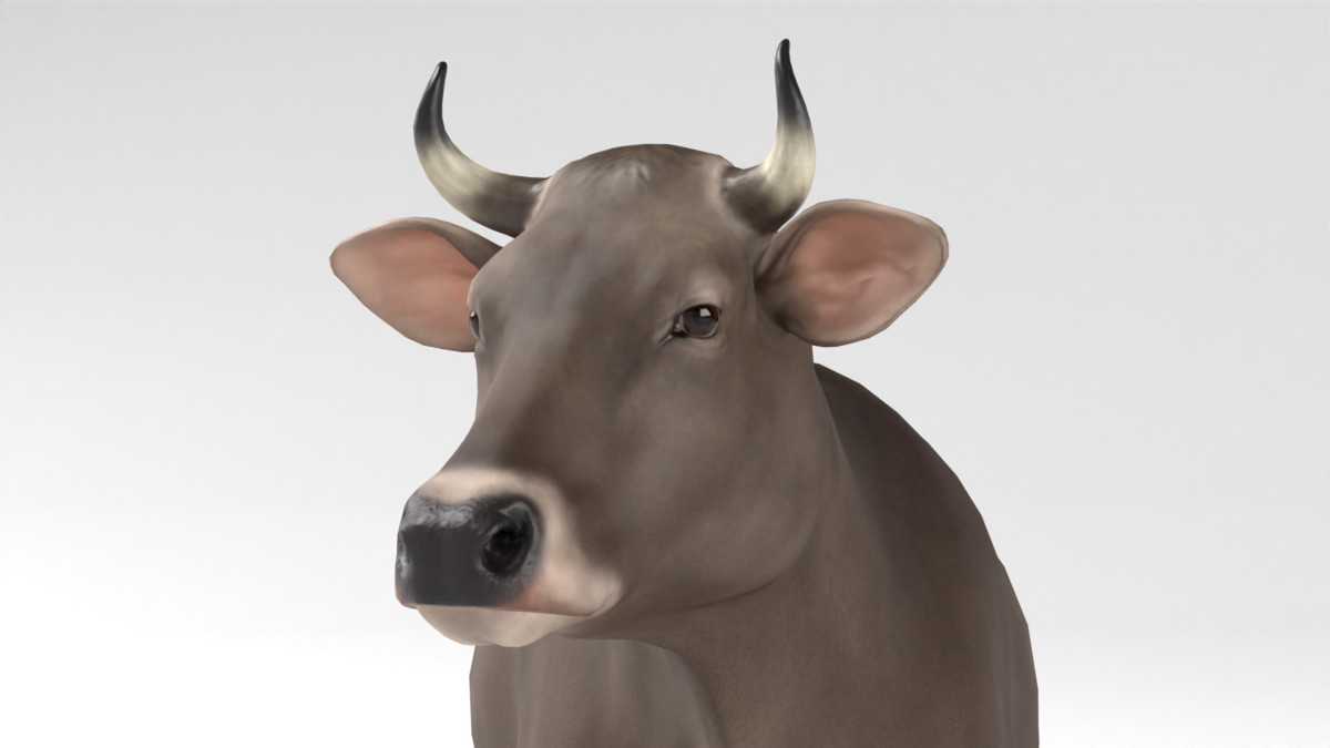 Braunvieh Cow