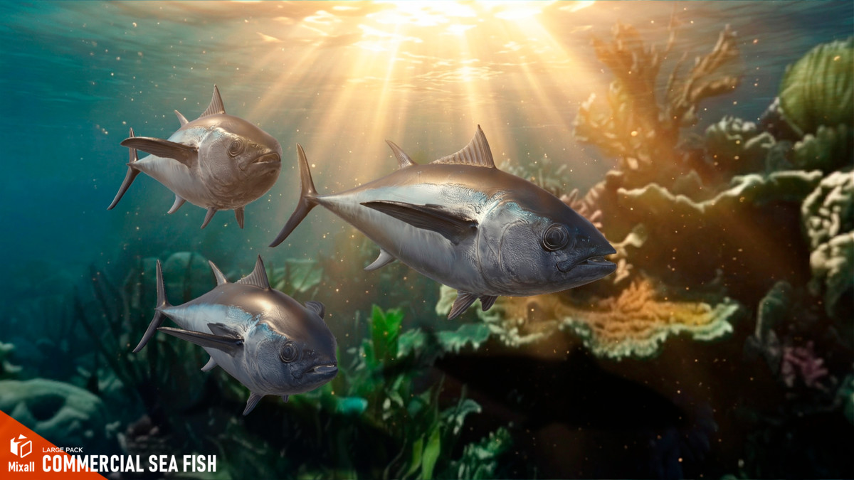 Commercial sea fish - large pack