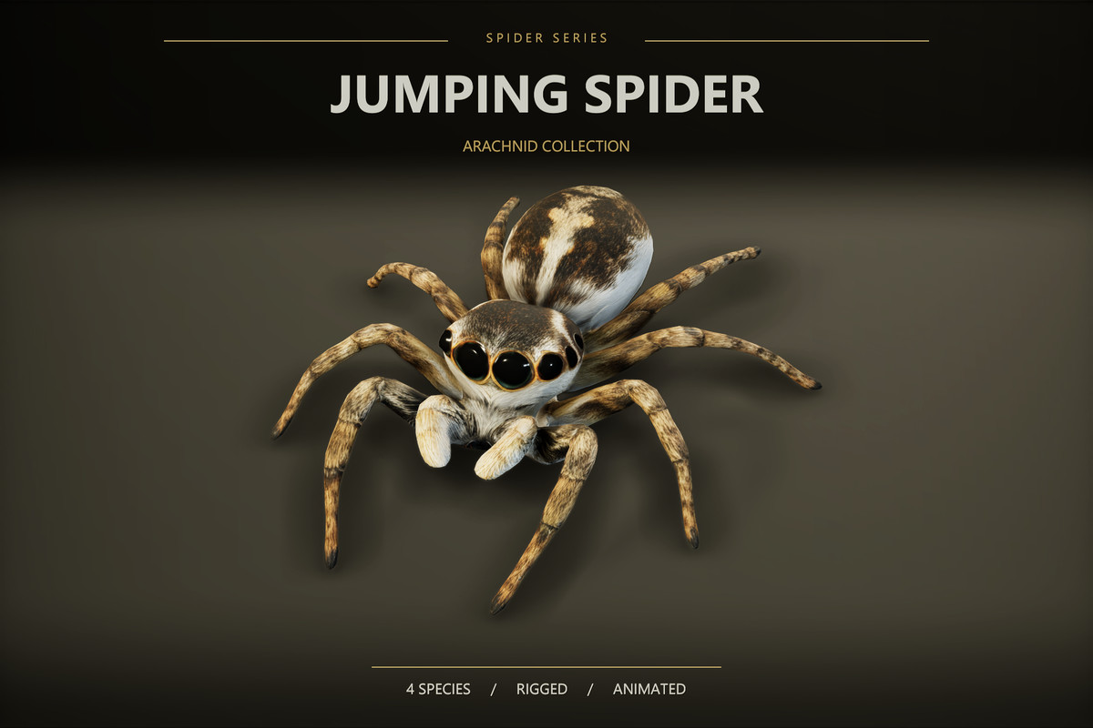 Arachnid Collection — 4 Animated Spiders