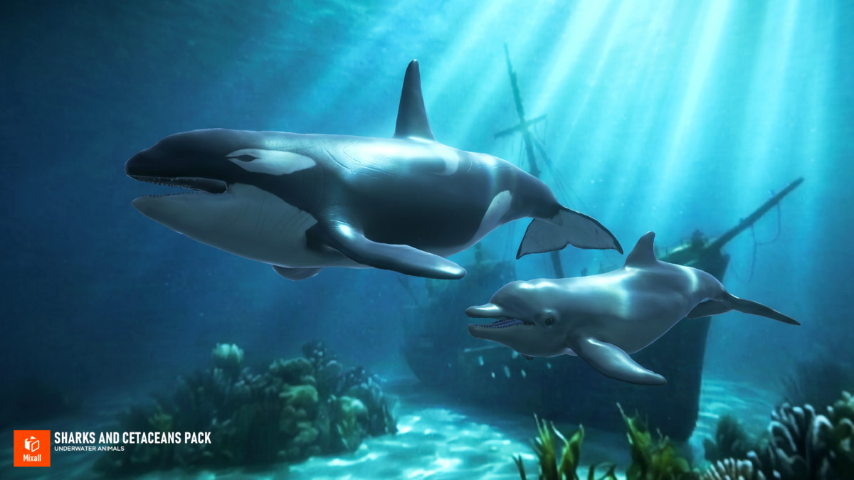 Sharks and Cetaceans Pack