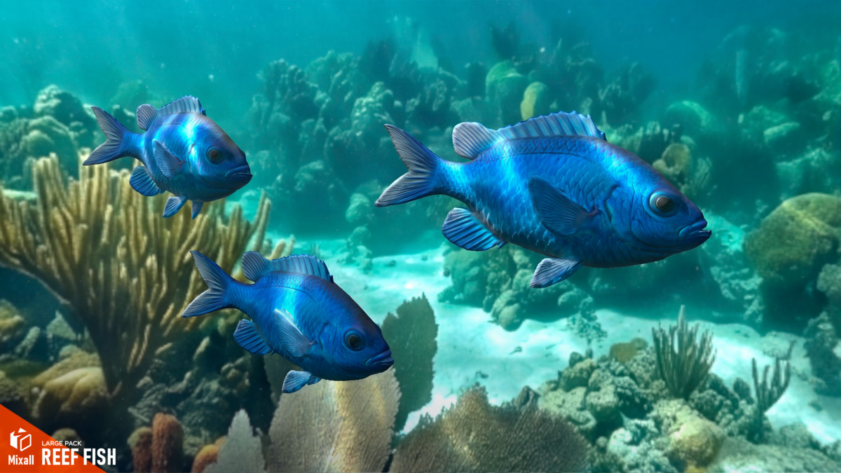 Reef fish - large pack