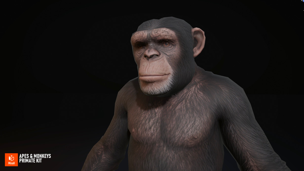 Apes & Monkeys - Primate Kit
