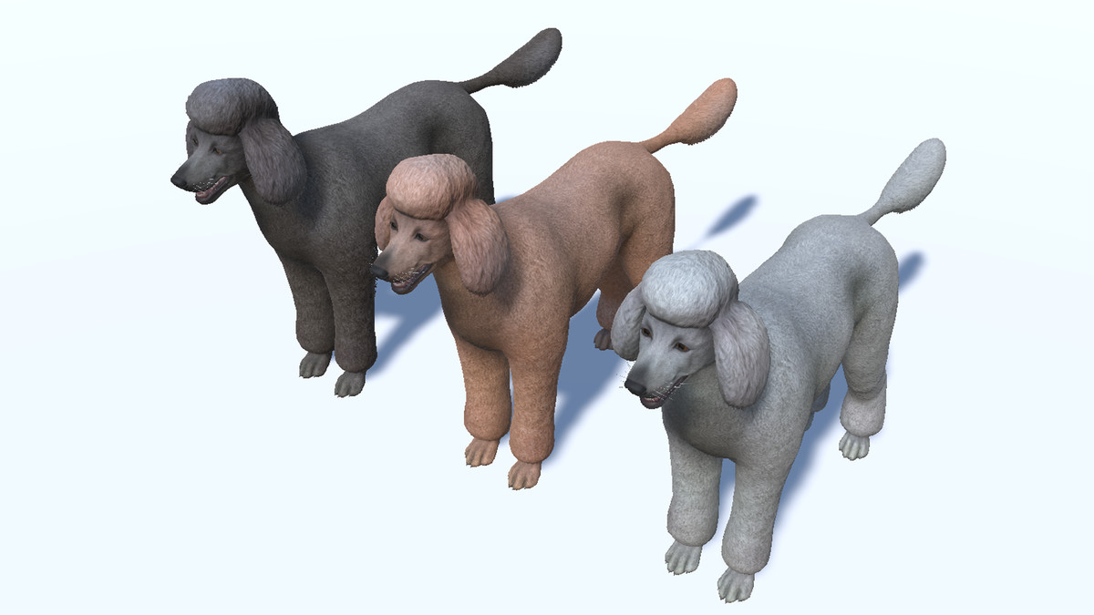 Dog - Poodle