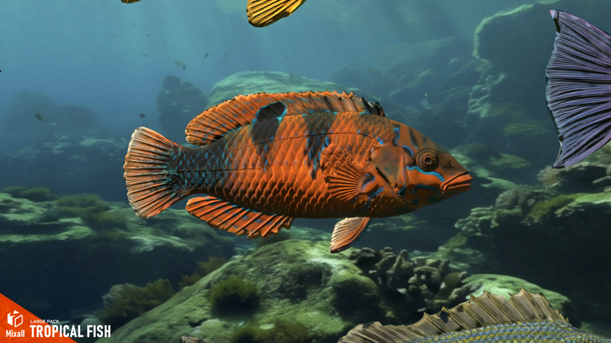 Tropical fish - large pack