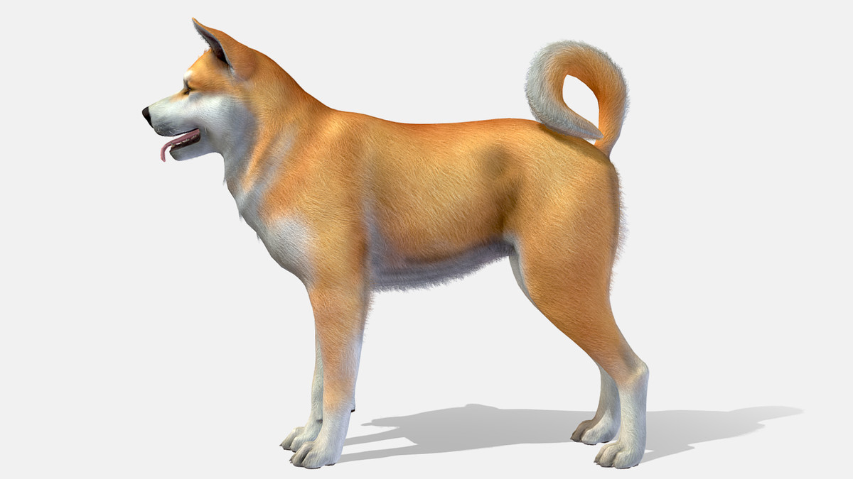 Dog - Akita Inu